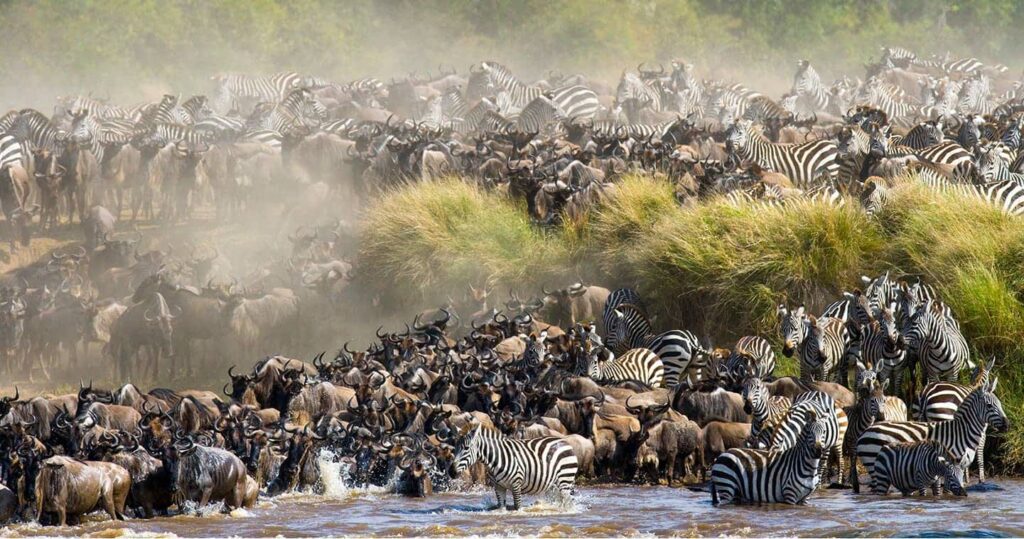 masai mara safari 11 Days Mara Amboseli safari