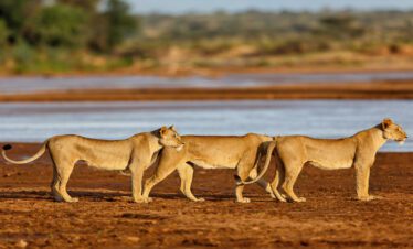 3 lions near a lake 3 days Samburu Kenya Safari Kenya Tanzania Uganda Safaris