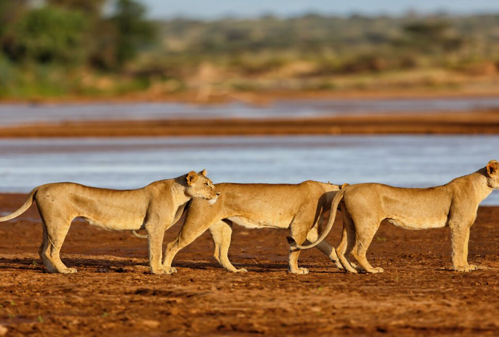 3 lions near a lake 3 days Samburu Kenya Safari Kenya Tanzania Uganda Safaris