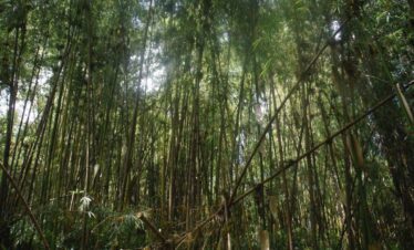 6 Days mount kenya burguret-sirimon