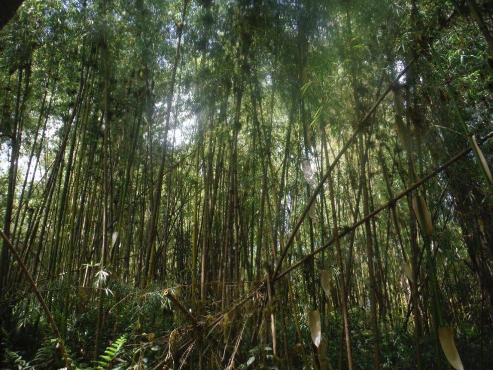 6 Days mount kenya burguret-sirimon
