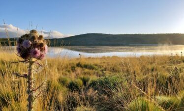 Flower by the lake 6 Days mount kenya Climb Naromoru-Chogoria