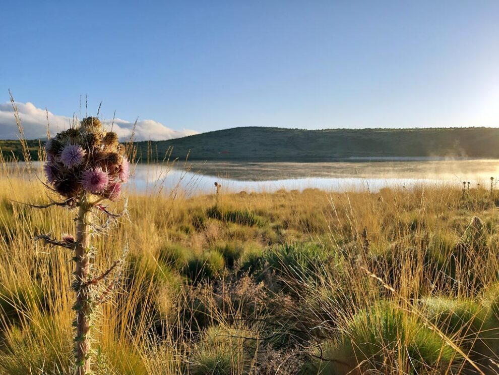 Flower by the lake 6 Days mount kenya Climb Naromoru-Chogoria