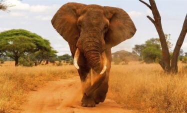 Elephant walking at the Tarangire National Park Safari in Kenya| Home