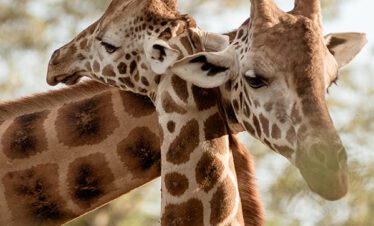 two giraffes necks crossed Nairobi City Tour