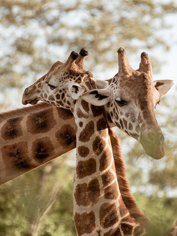 two giraffes necks crossed Nairobi City Tour