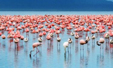 5 Days Manyara-Serengeti Ngorongoro Kenya Tanzania Uganda Safaris