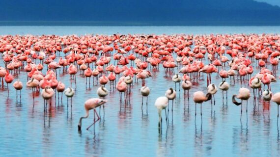 5 Days Manyara-Serengeti Ngorongoro Kenya Tanzania Uganda Safaris
