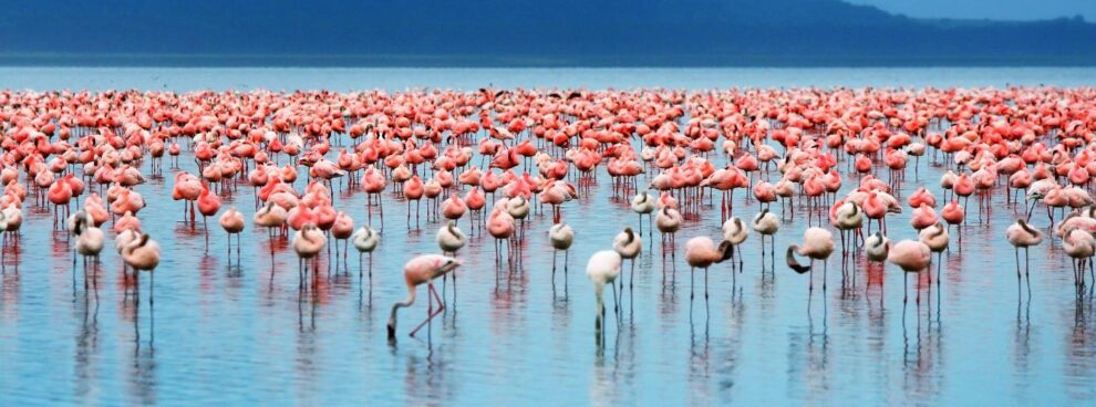 5 Days Manyara-Serengeti Ngorongoro Kenya Tanzania Uganda Safaris
