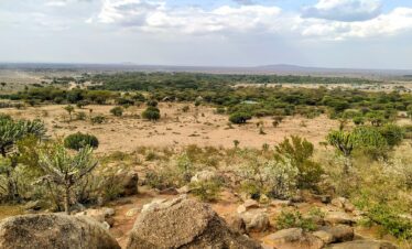 Trees and rocks in the wilderness d days loita walking safari