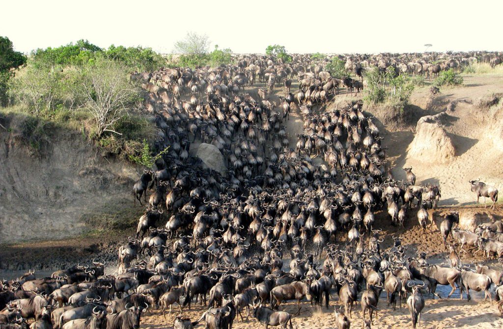 animals crossing mara river during the great migration Kenya Tanzania Uganda Safaris