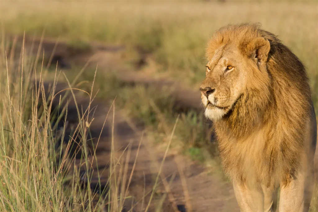kenya safari 3 Days Mara Luxury High Season