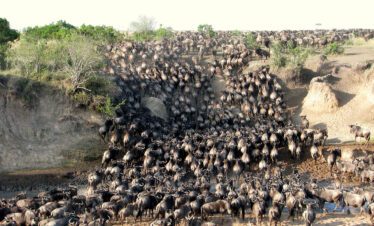 animals crossing mara river during the great migration Kenya Tanzania Uganda Safaris