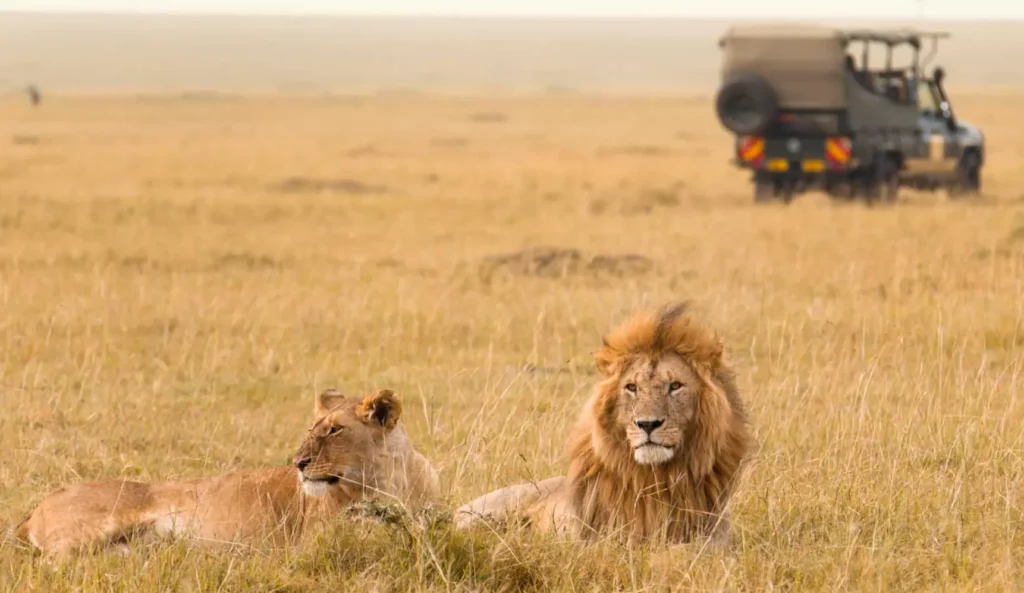 masai mara game drive 4 Days Lake Nakuru Mara