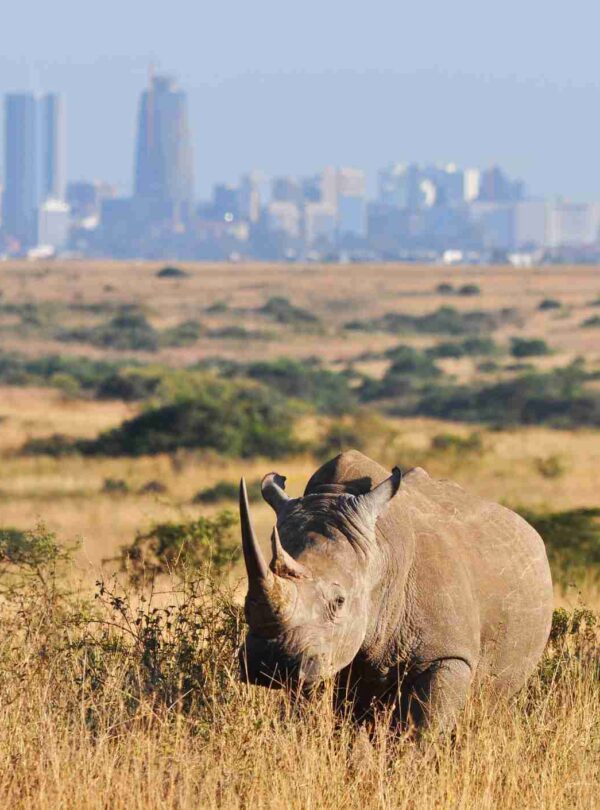 Nairobi city tour