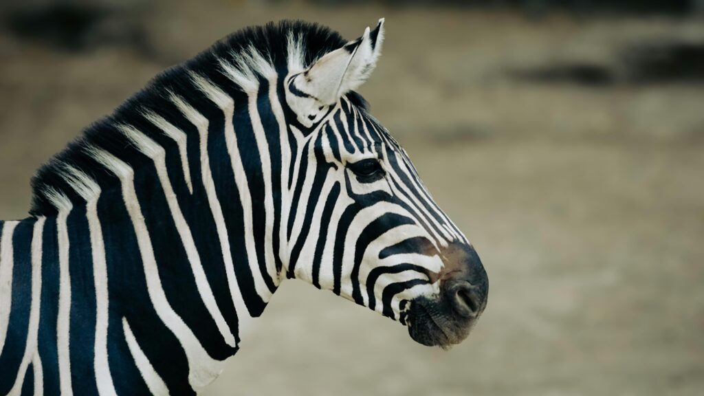 zebra in Kenya Safari