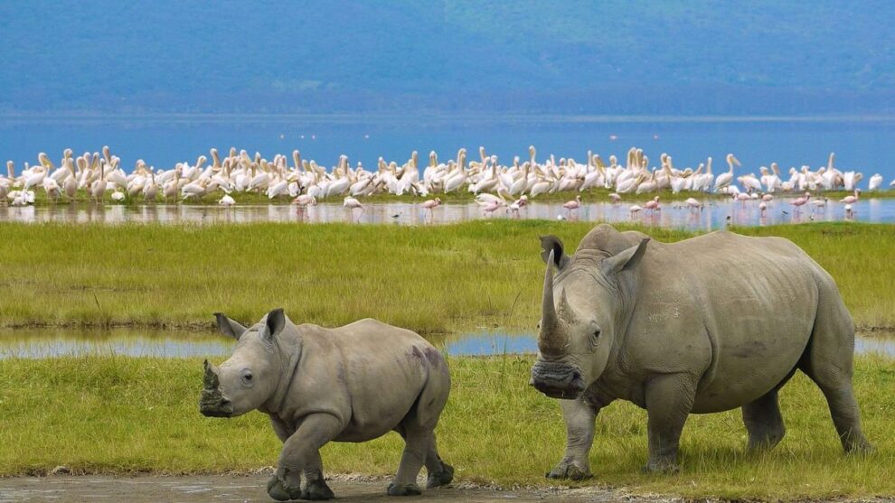 East Africa safari5 days Nakuru Mara Safari