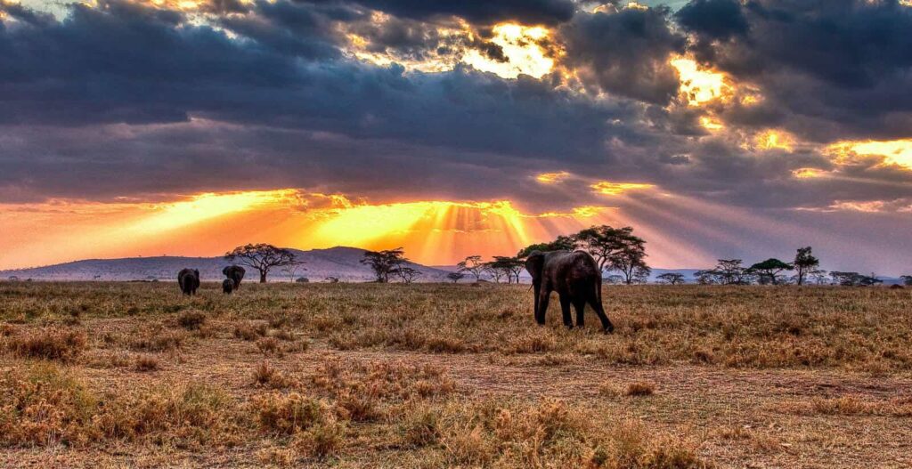 serengeti national park 6 Days Tanzania Midrange Safari