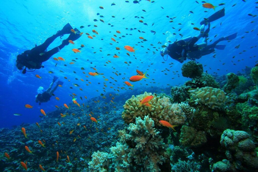 Explore marine life as you snorkel in the ocean 13 days Kenya Tanzania safari