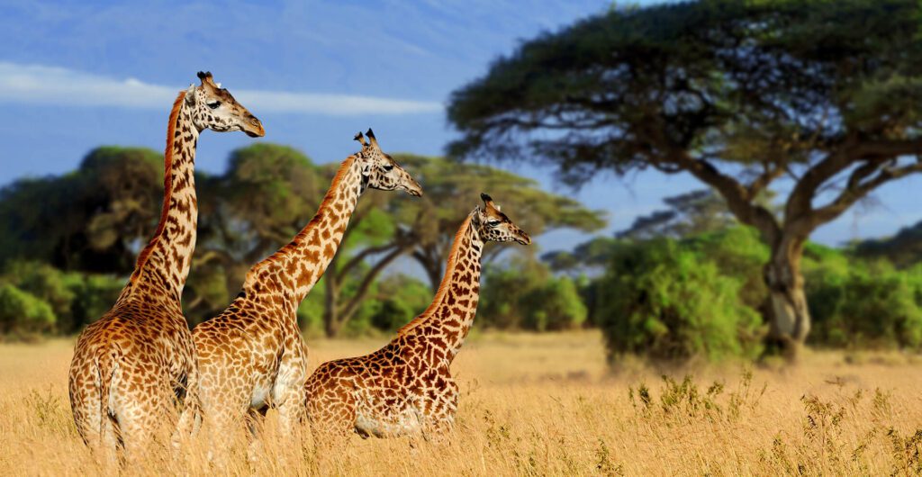 tarangire national park tanzania 4 Days Manyara Ngorongoro Tarangire
