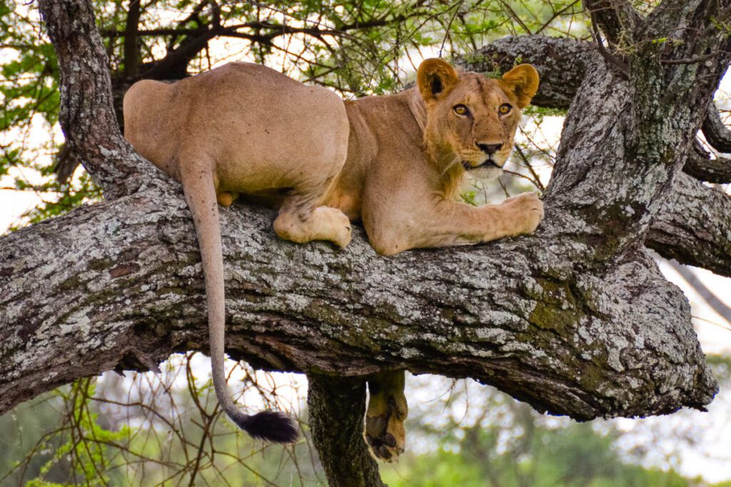 tree climbing lions 4 Days Manyara Ngorongoro Tarangire Kenya Tanzania Uganda Safaris