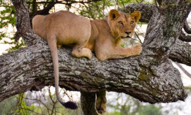tree climbing lions 4 Days Manyara Ngorongoro Tarangire Kenya Tanzania Uganda Safaris
