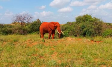 Red Elephant in Tsavo 11 Days Mara Amboseli safari Kenya safari