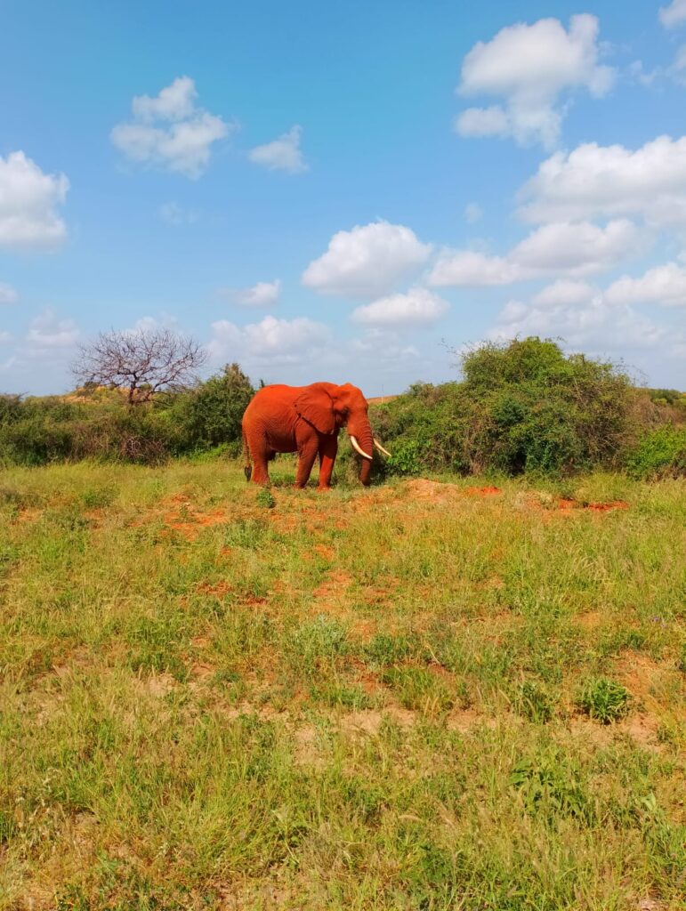 Red Elephant in Tsavo 11 Days Mara Amboseli safari Kenya safari