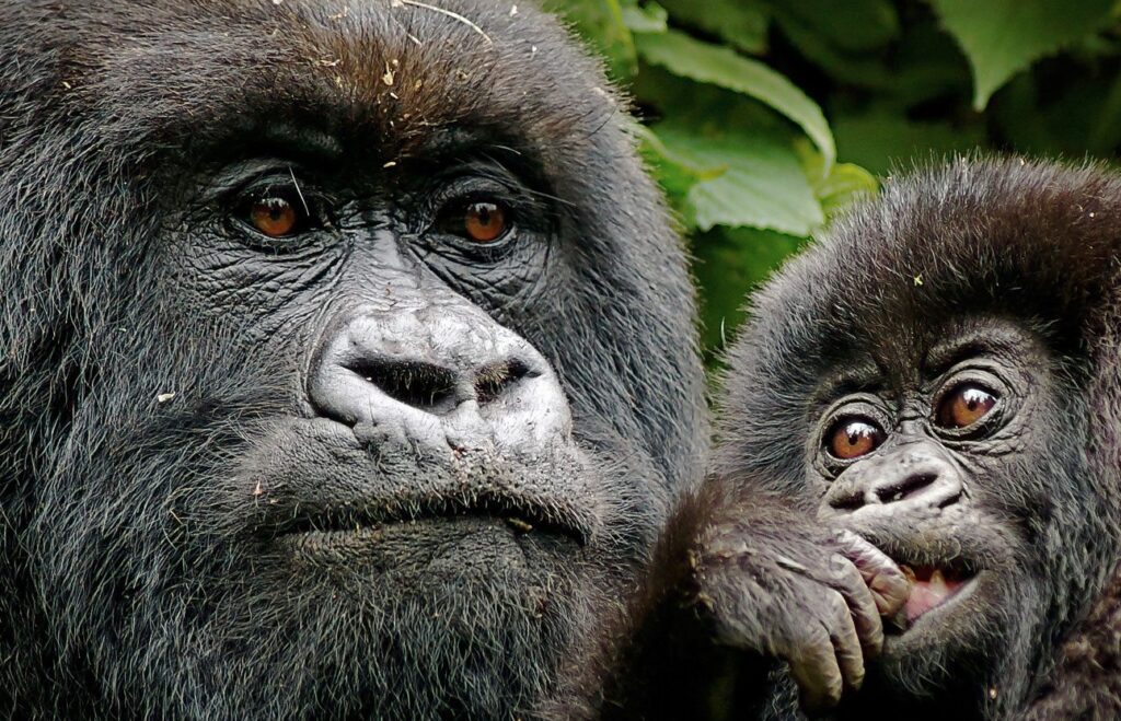 two gorillas, a child and adult Kenya Tanzania Uganda Safaris