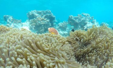 5 Days Zanzibar Flying Package deep sea marine life under water