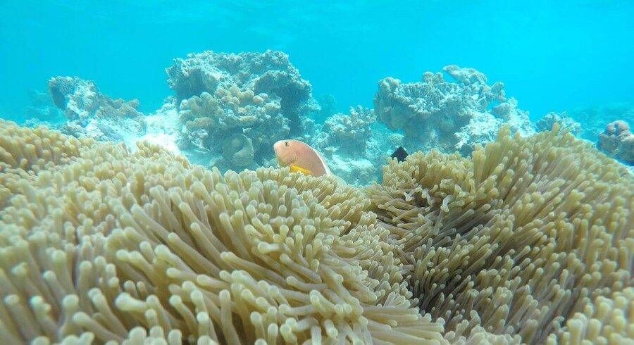 5 Days Zanzibar Flying Package deep sea marine life under water
