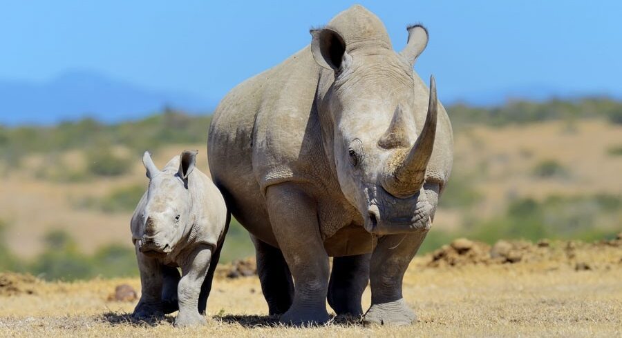 Two rhinos, adult and baby rhino