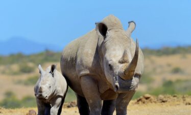 Two rhinos, adult and baby rhino