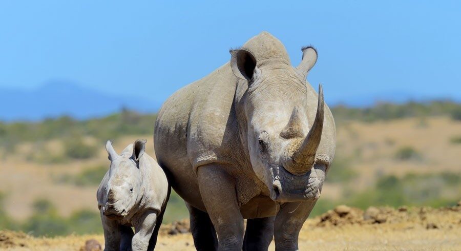 Two rhinos, adult and baby rhino