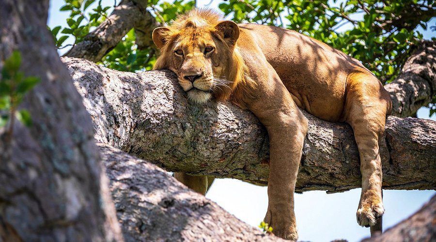 Safaris in Tanzania
