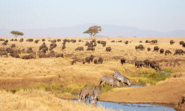 Exclusive luxury Kenya safari 8 Days Exclusive luxury Kenya safari