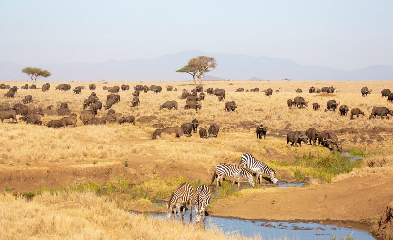 Exclusive luxury Kenya safari 8 Days Exclusive luxury Kenya safari