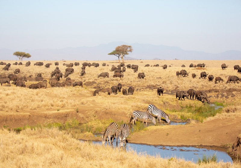 Exclusive luxury Kenya safari 8 Days Exclusive luxury Kenya safari