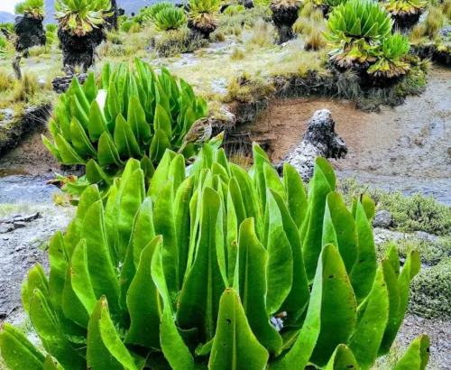 The Fascinating History Behind Mount Kenya’s Camps and Lakes